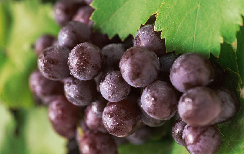 “葡萄美酒夜光杯”，敦煌陽關(guān)葡萄最甜美