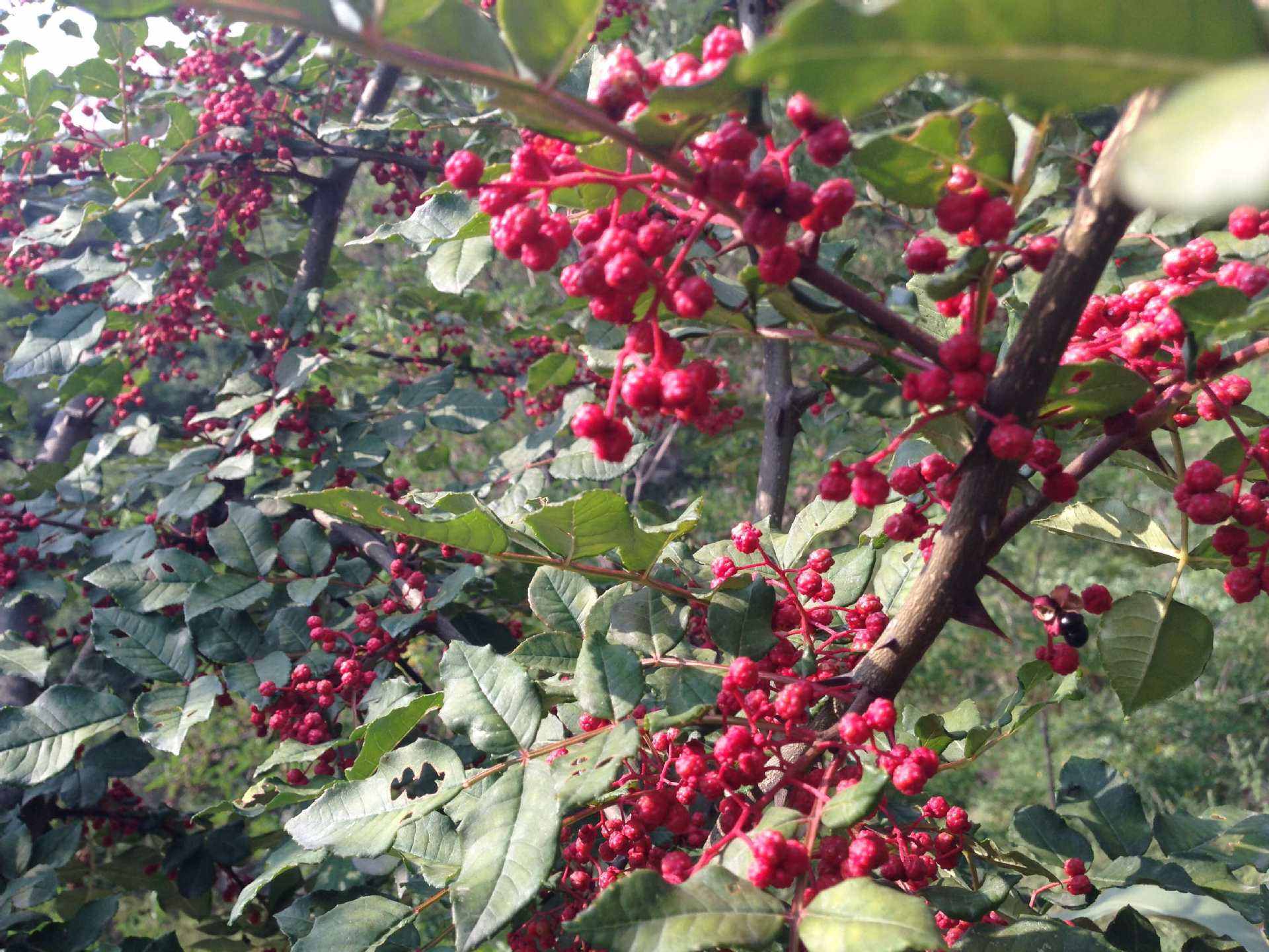 武都“深耕”花椒產(chǎn)業(yè)——麻香味溢滿小康農家