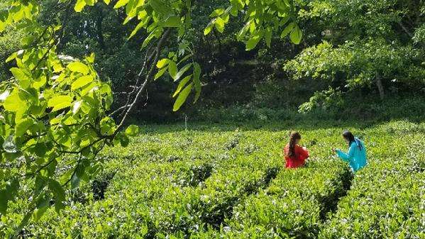 隴南文縣茶產(chǎn)業(yè)成脫貧群眾增收基礎