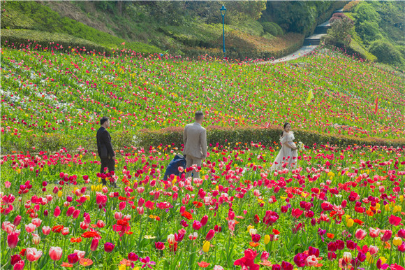 花海間，拍上一組美美的婚紗照。羅云希 攝