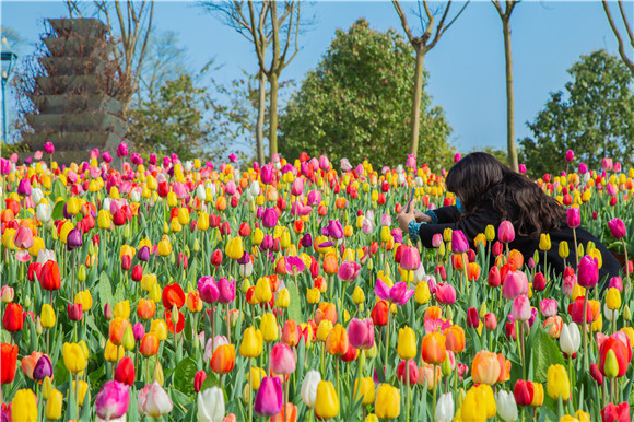 五顏六色郁金香花海。羅云希 攝