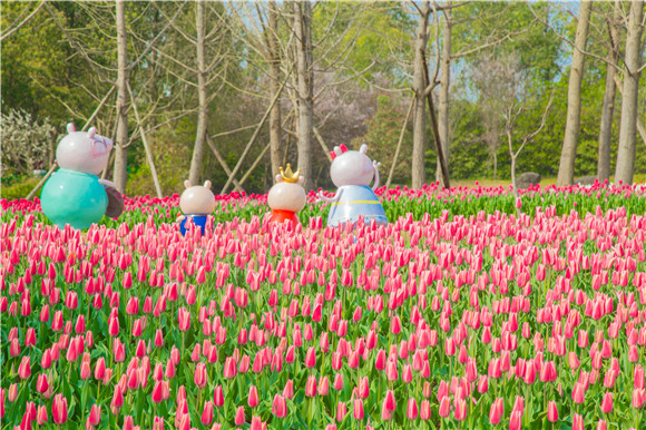長壽湖郁金香次第開放。羅云希 攝