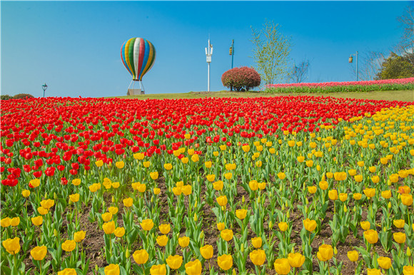 長壽湖郁金香開得正好。羅云希 攝