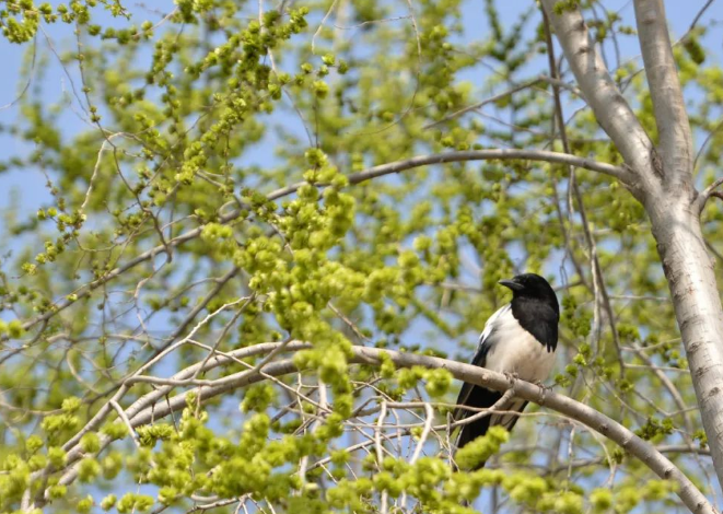 詩(shī)畫臨夏 春暖花開(kāi)