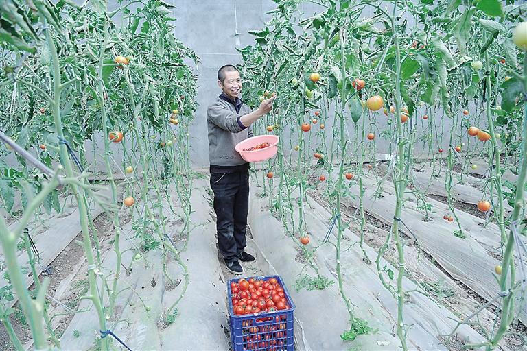 臨夏縣尹集、刁祁鎮(zhèn)易地扶貧搬遷后續(xù)產(chǎn)業(yè)園有日光溫室534座