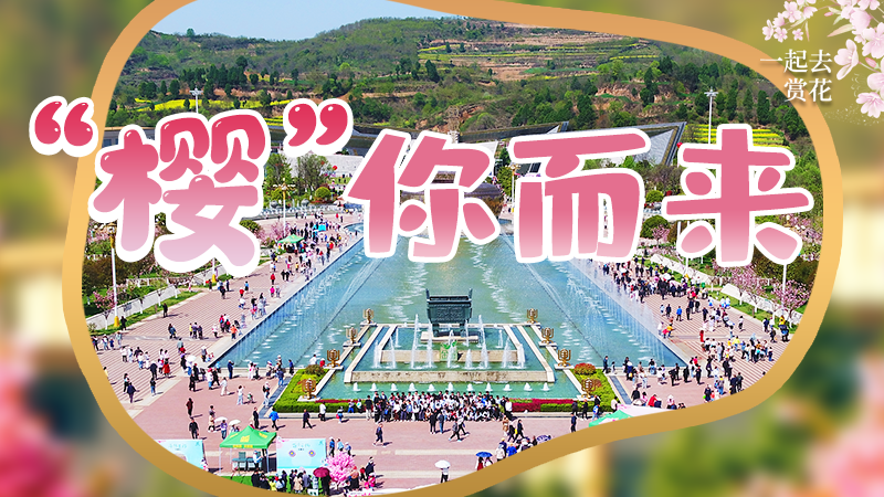 海報|春色爛漫，一組海報“云賞”櫻花盛開