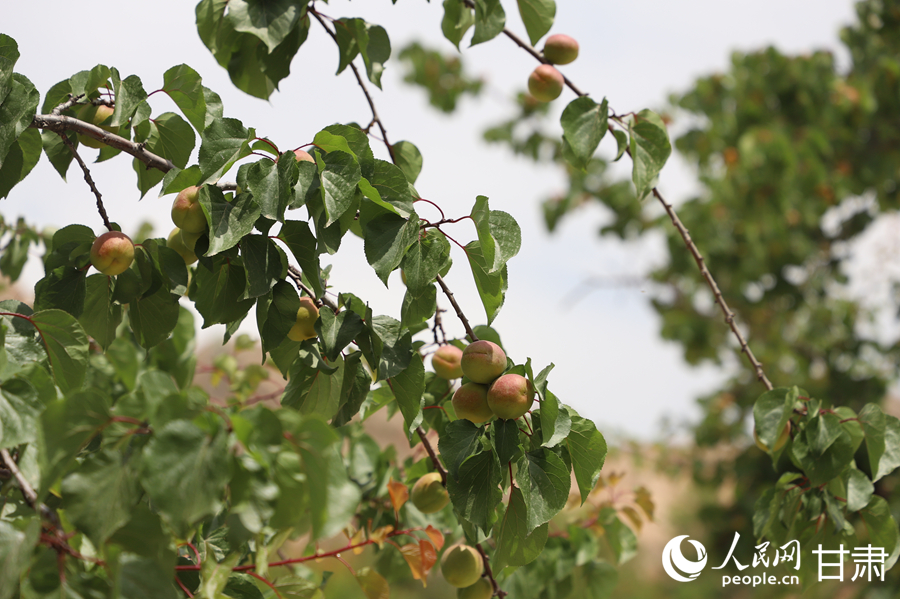 蘭溝村百畝杏林的杏子即將成熟。人民網記者 焦隆攝