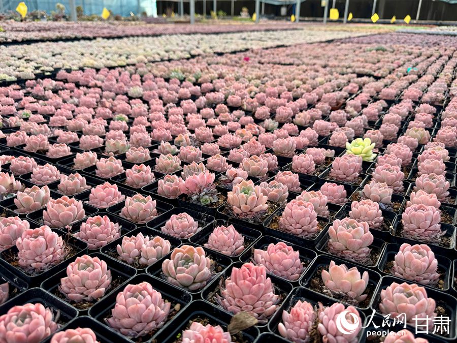 蘭州鑫源現代農業(yè)休閑觀光旅游景區(qū)多肉大棚。人民網記者 焦隆攝