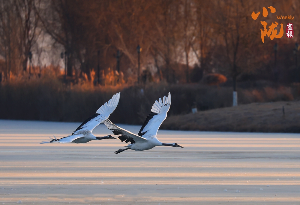 張掖 濕地鳥(niǎo)鳴織冬韻 歡歌一曲啟新歲